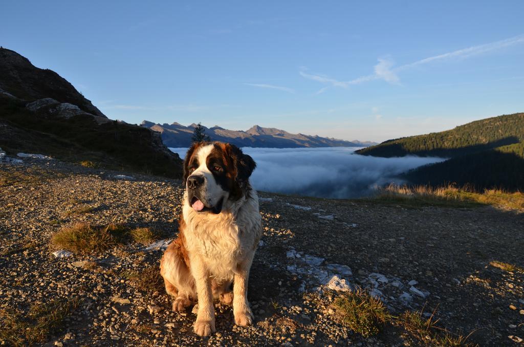 Rifugio Capanna Passo Valles Falcade Eksteriør billede